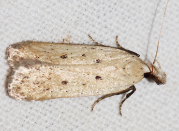 Nothris verbascella