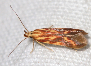 Metzneria aprilella