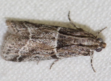 Keradere argyrophanes