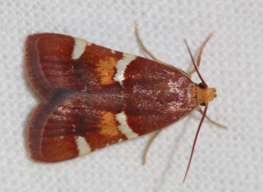 Pyralis regalis