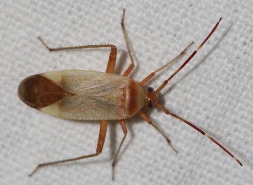 Adelphocoris insignis