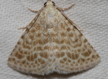 Eublemma lacernaria