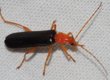 Rhagonycha kiesenwetteri