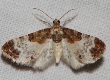 Eupithecia breviculata
