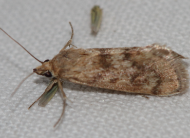 Tegostoma comparalis