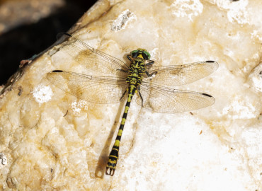 Onychogomphus forcipatus (Küçük Kıskaçlı Yusufçuk) – Asrın Akıncıoğlu, Kırklareli