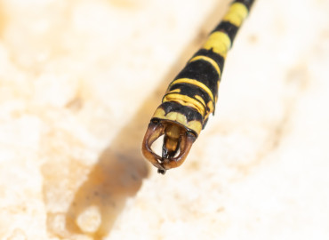 Onychogomphus forcipatus (Küçük Kıskaçlı Yusufçuk) – Asrın Akıncıoğlu, Kırklareli