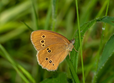 Aphantopus hyperantus (Halkacık) – Asrın Akıncıoğlu, Kırklareli