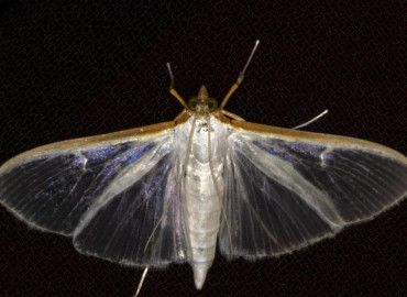 Palpita vitrealis (Zeytin Fidan Güvesi) – Ahmet TAŞÇI, İstanbul