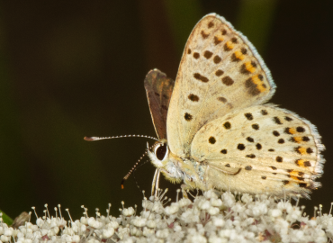 Lycaena tityrus (İsli bakırgüzeli) – Ahmet TAŞÇI, İstanbul
