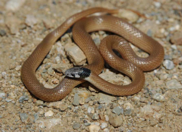 Rhynchocalamus barani