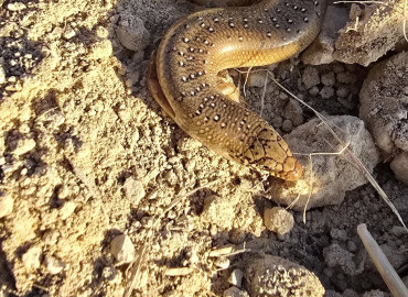 Chalcides ocellatus