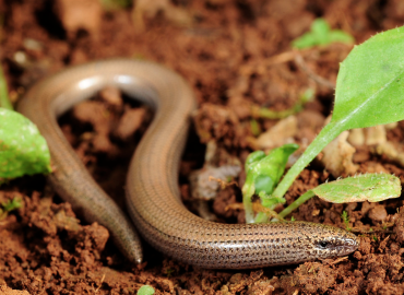 Ophimorus punctatissimus