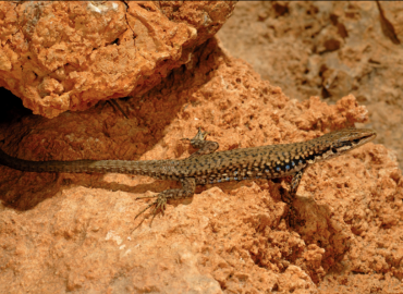 Darevskia bendimahiensis