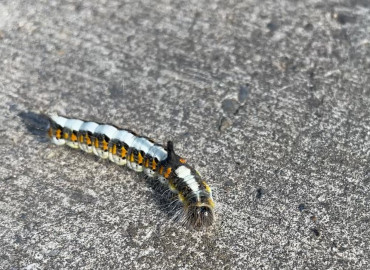 Acronicta psi (Psi Güvesi) – Betül Kadıkıran, İstanbul