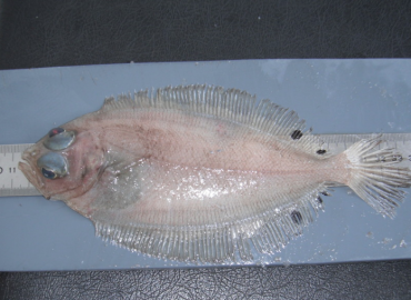 Lepidorhombus boscii