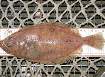 Lepidorhombus whiffiagonis
