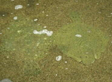 Scophthalmus maximus