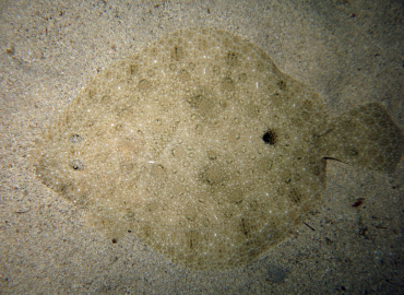 Scophthalmus rhombus