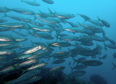 Trachurus mediterraneus
