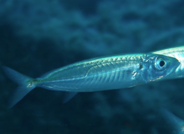 Trachurus picturatus