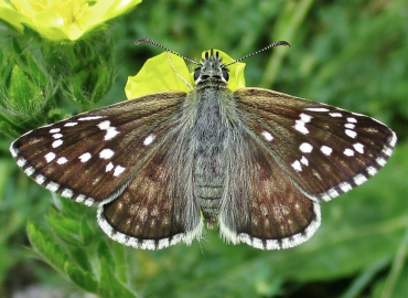 Pyrgus sidae Pyrgus sidae 