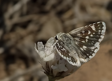 Spialia osthelderi Spialia osthelderi 