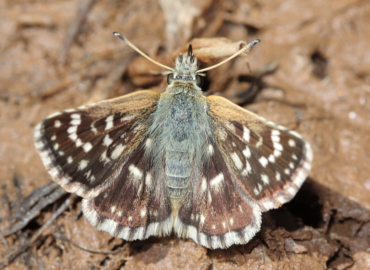 Spialia phlomidis Spialia phlomidis