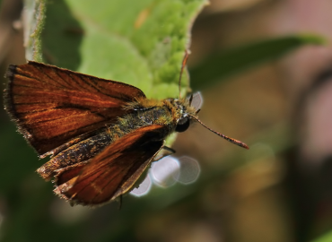 Thymelicus novus Thymelicus novus 