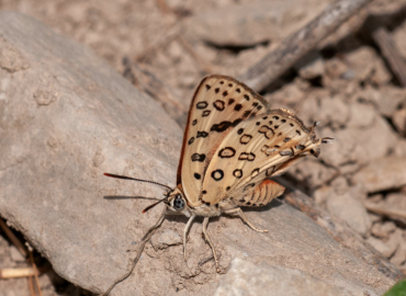 Cigaritis uighurica Cigaritis uighurica 