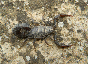 Androctonus turkiyensis