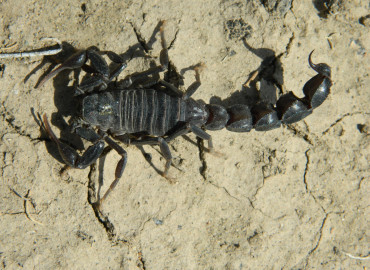 Androctonus kunti