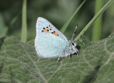 Tomares romanovi Tomares romanovi 