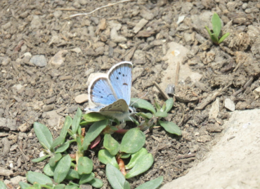 Turanana cytis Turanana cytis 