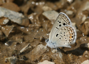 Turanana panagaea Turanana panagaea 