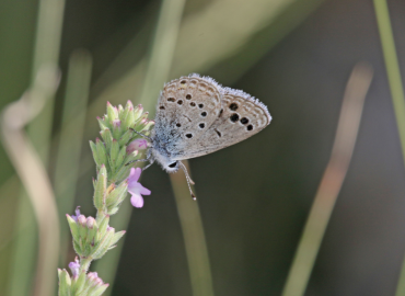 Turanana taygetica Turanana taygetica 
