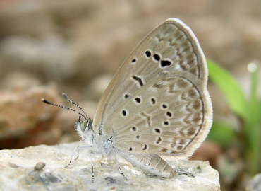 Zizeeria karsandra Zizeeria karsandra 