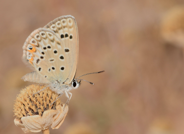 Albulina loewii Albulina loewii 