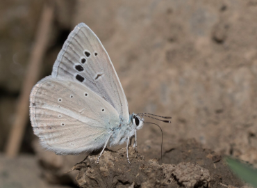 Polyommatus cilicius Polyommatus cilicius 
