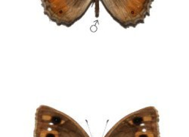 Pseudochazara pelopea Pseudochazara pelopea 