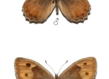 Pseudochazara schakuhensis Pseudochazara schakuhensis 