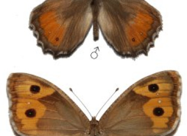 Pseudochazara telephassa Pseudochazara telephassa 