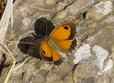 Pyronia cecilia Pyronia cecilia 