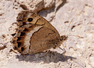 Satyrus favonius Satyrus favonius 