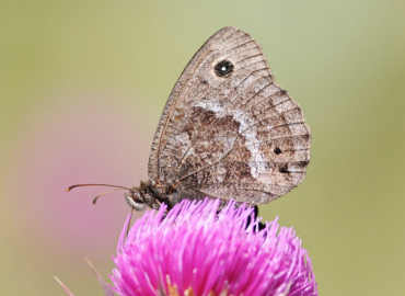 Satyrus ferulus Satyrus ferulus 