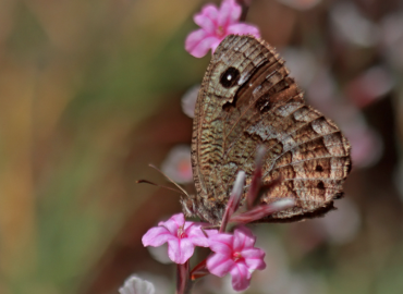 Satyrus iranicus Satyrus iranicus 