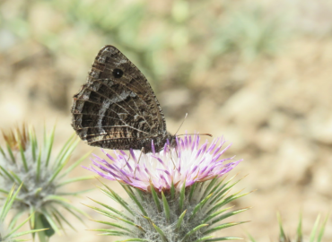 Satyrus parthicus Satyrus parthicus