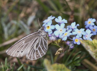 Triphysa phryne Triphysa phryne 