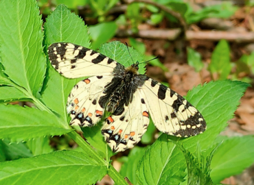 Zerynthia caucasica Zerynthia caucasica 
