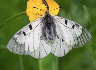Parnassius mnemosyne Parnassius mnemosyne 